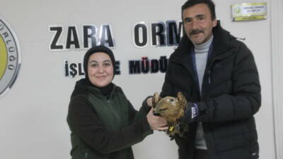 Sivas'ın Zara ilçesinde soğuktan bitkin düşen kızıl şahine esnaf sahip