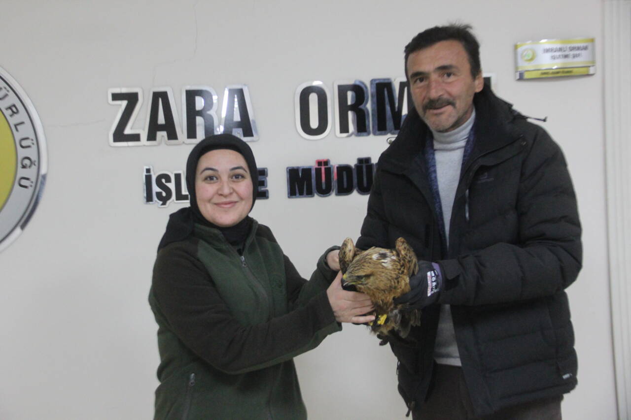 Sivas'ın Zara ilçesinde soğuktan bitkin düşen kızıl şahine esnaf sahip