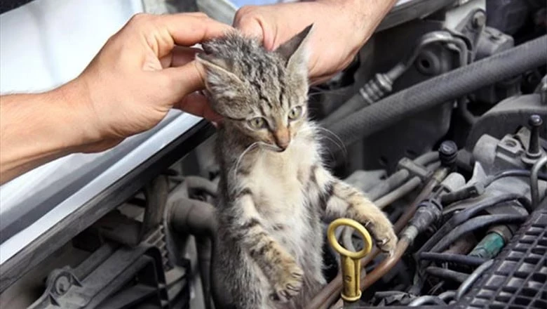 Aksaray Belediyesi, kış aylarında soğuktan korunmak için araç motorlarına sığınan
