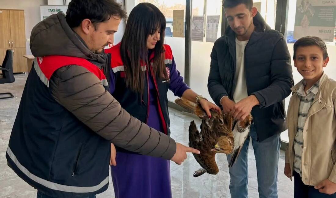 Sultanhanı ilçesinde arazide yaralı halde bulunan bir şahin, duyarlı gençlerin