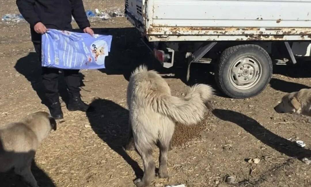 Ortaköy Belediyesi, dondurucu soğukların etkisinde sokak hayvanlarını korumak amacıyla seferberlik