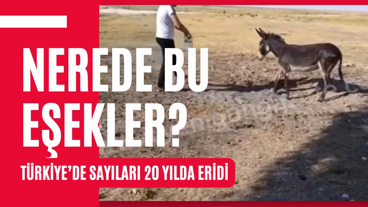 TÜİK verileri, kırsal yaşamın simgesi eşek ve atların adeta kaybolduğunu