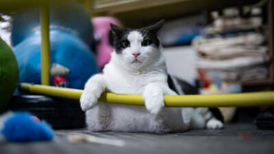 Tartıda yaklaşık 12 kiloyu gören kedi Boncuk, diyet ve pilatesle