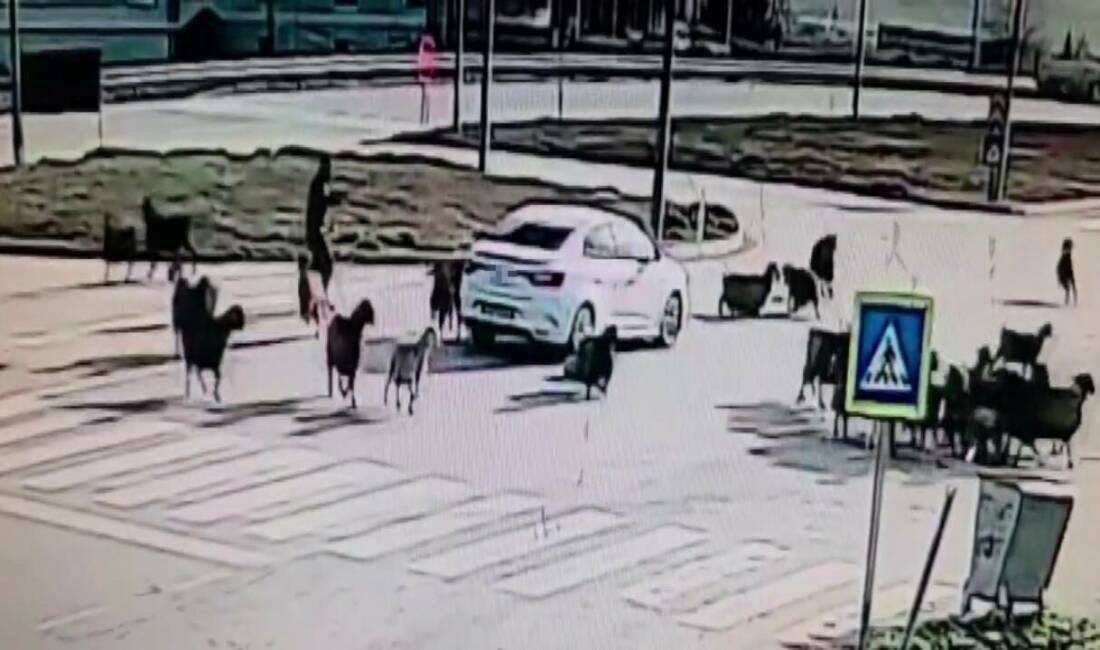 Hatay’da kavşaktan geçmek isteyen koyun sürüsünün arasına dalan otomobilin o