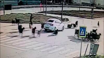 Hatay’da kavşaktan geçmek isteyen koyun sürüsünün arasına dalan otomobilin o