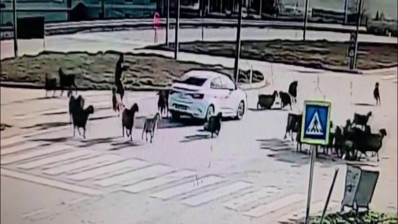 Hatay’da kavşaktan geçmek isteyen koyun sürüsünün arasına dalan otomobilin o