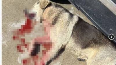 Bodrum'da tavuklarını yediği için iki köpeği silahla öldüren ve adli
