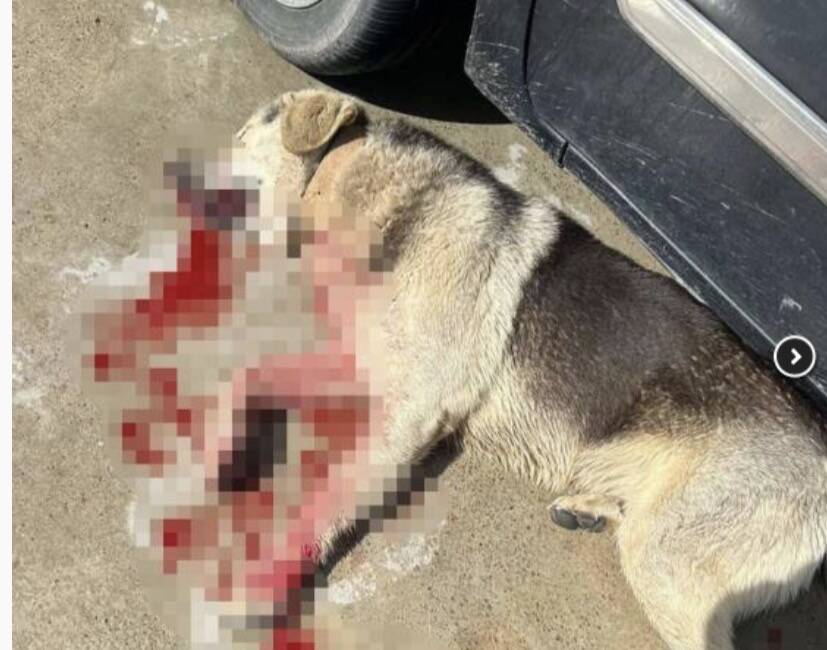 Bodrum'da tavuklarını yediği için iki köpeği silahla öldüren ve adli