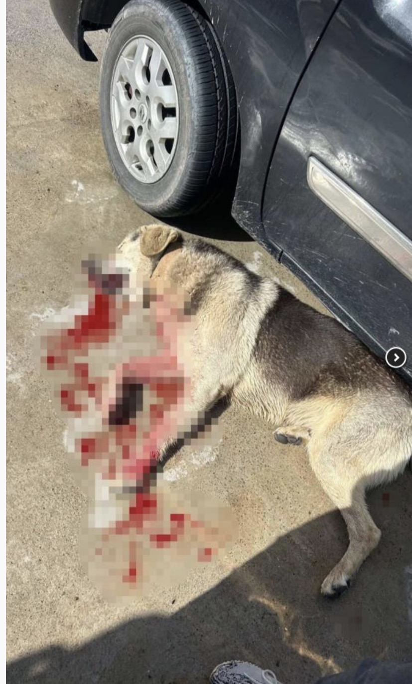 Bodrum'da tavuklarını yediği için iki köpeği silahla öldüren ve adli