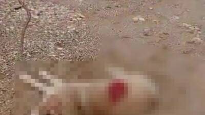 Antalya'nın Manavgat ilçesinde bir köpeği av tüfeğiyle ateş ederek öldüren