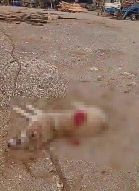 Antalya'nın Manavgat ilçesinde bir köpeği av tüfeğiyle ateş ederek öldüren