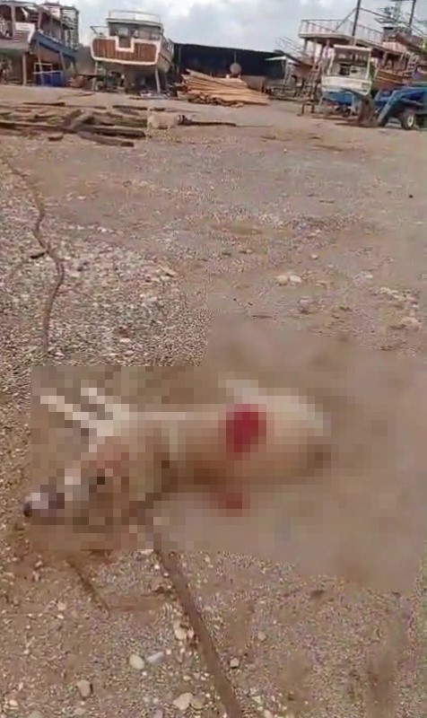 Antalya'nın Manavgat ilçesinde bir köpeği av tüfeğiyle ateş ederek öldüren