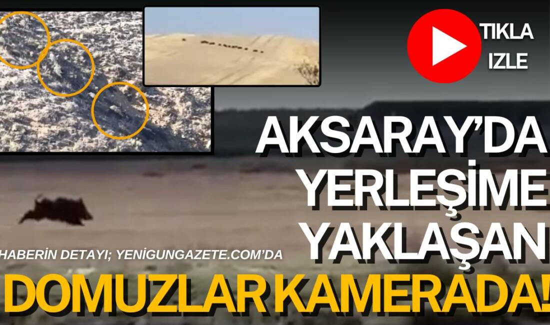 Aksaray-Ankara karayolu ile Acıpınar-Ulukışla hattında görülen yaban domuzları cep telefonu