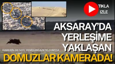 Aksaray-Ankara karayolu ile Acıpınar-Ulukışla hattında görülen yaban domuzları cep telefonu