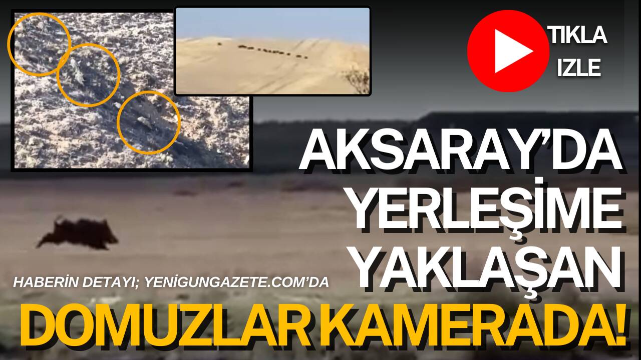 Aksaray-Ankara karayolu ile Acıpınar-Ulukışla hattında görülen yaban domuzları cep telefonu