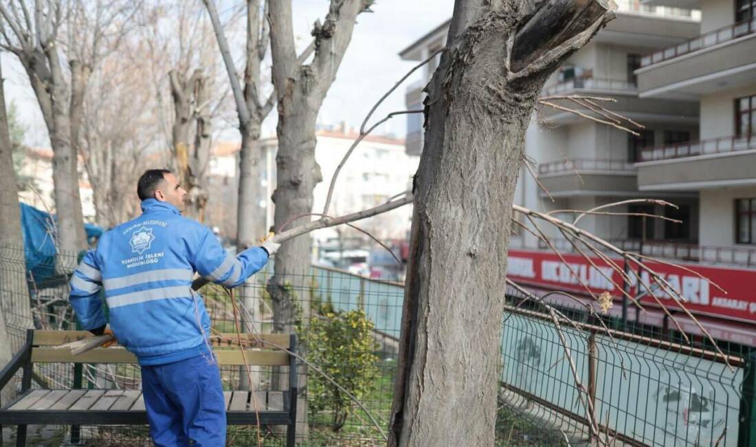 Kent genelinde sürdürülen budama çalışmalarıyla ağaçların sağlıklı gelişimi ve güvenli