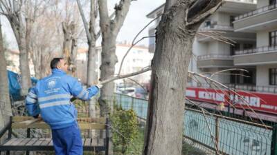 Kent genelinde sürdürülen budama çalışmalarıyla ağaçların sağlıklı gelişimi ve güvenli