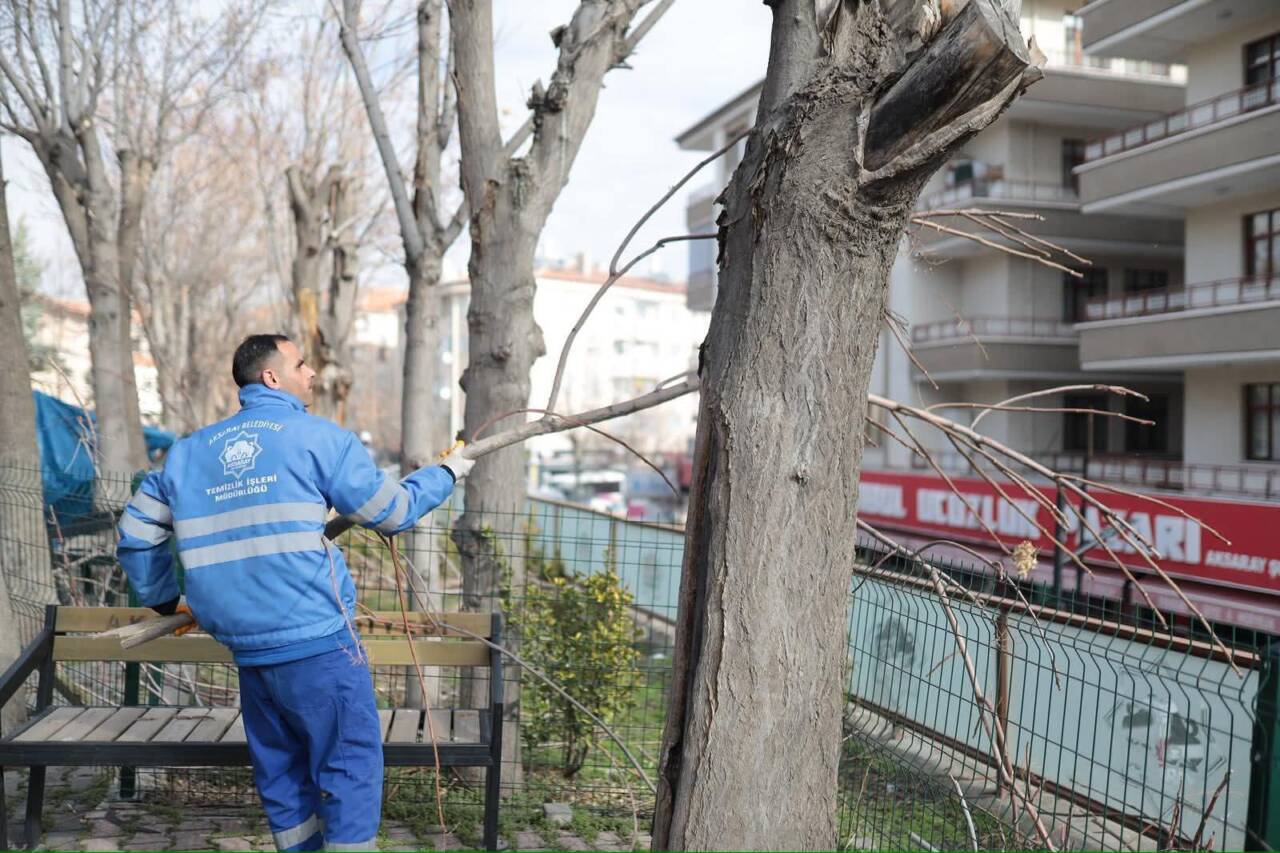 Kent genelinde sürdürülen budama çalışmalarıyla ağaçların sağlıklı gelişimi ve güvenli