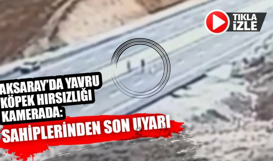 Ortaköy Seksenuşağı’nda iki sevimli köpek yavrusu, aracından inen şahıslar tarafından
