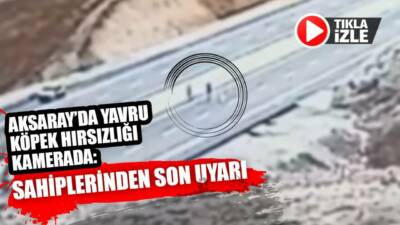 Ortaköy Seksenuşağı’nda iki sevimli köpek yavrusu, aracından inen şahıslar tarafından