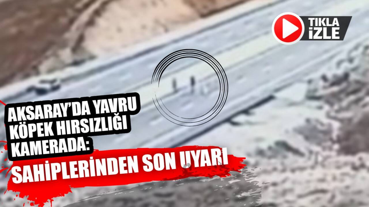 Ortaköy Seksenuşağı’nda iki sevimli köpek yavrusu, aracından inen şahıslar tarafından