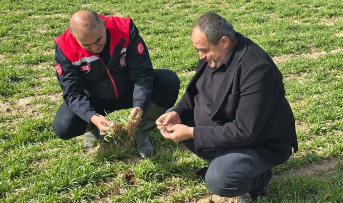 Aksaray’da deneme amaçlı ekilen organik renklendirici havuçta dekara 5–6 ton