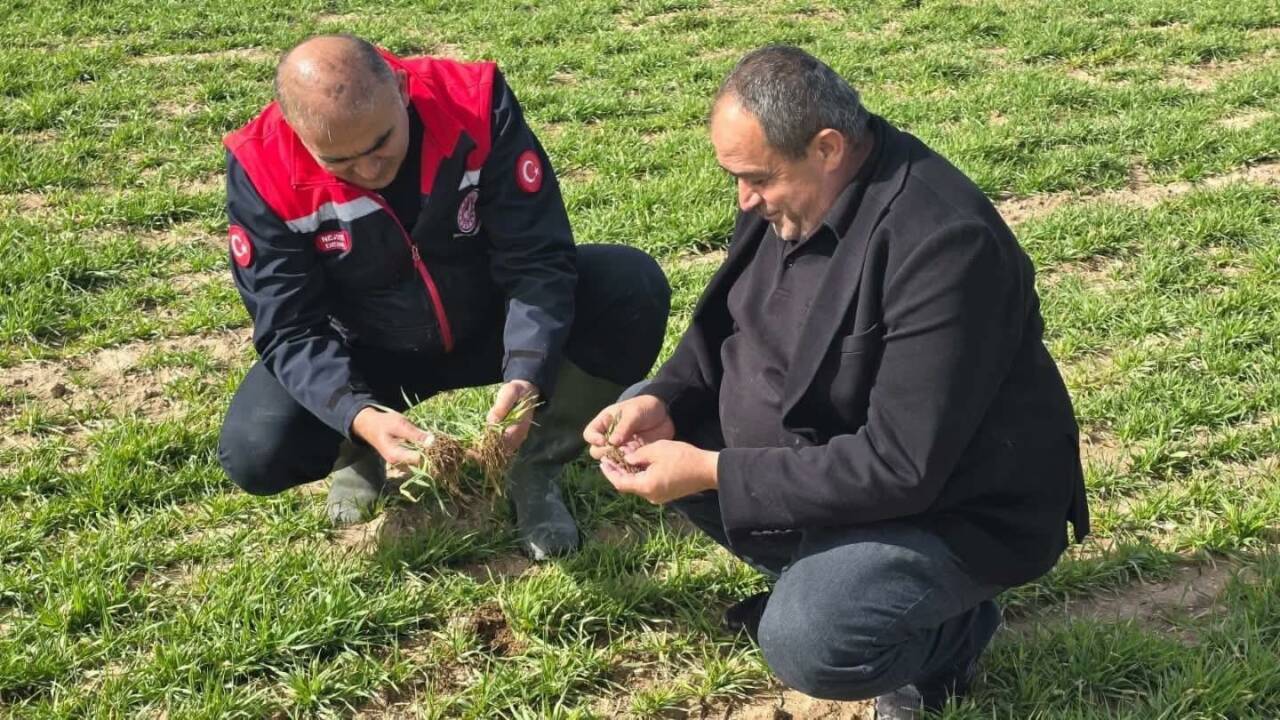 Aksaray’da deneme amaçlı ekilen organik renklendirici havuçta dekara 5–6 ton