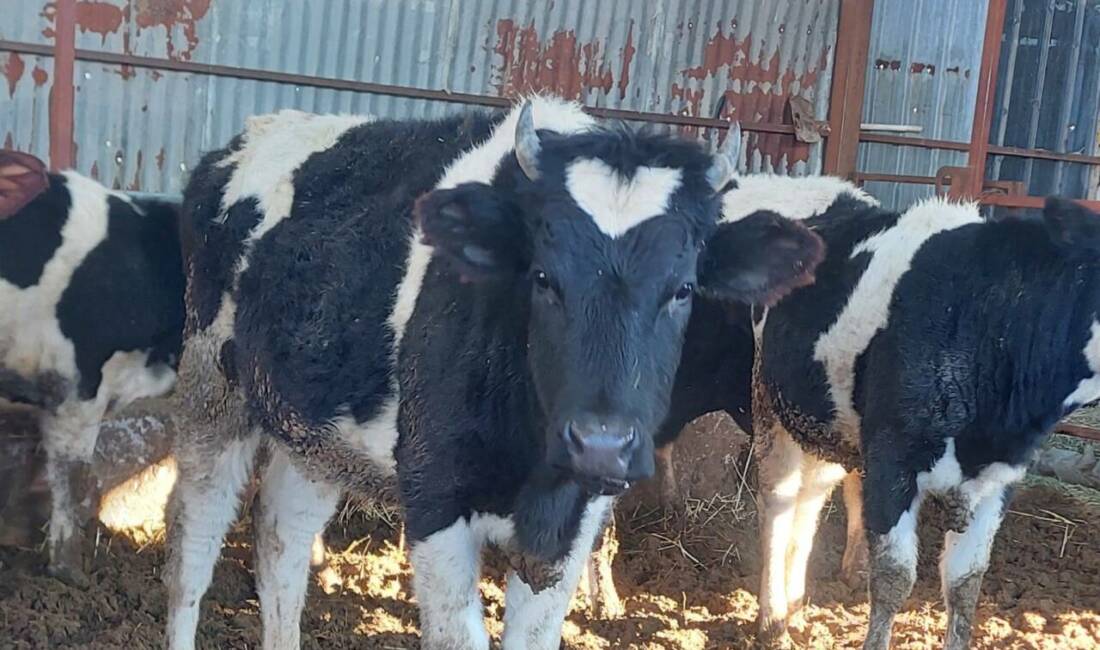 Aksaray Tarım ve Orman İl Müdürlüğü’nün duyurduğu yeni uygulama, canlı