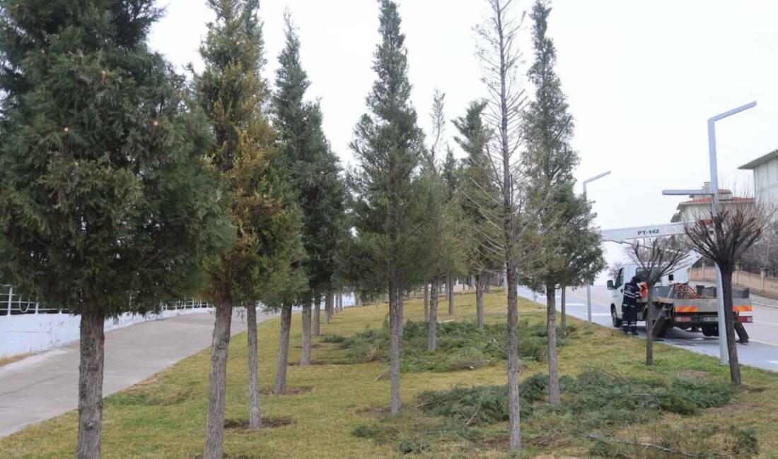Aksaray Belediyesi ekipleri, Gençosman Parkı’nda yürütülen budama çalışmalarıyla ağaçların daha