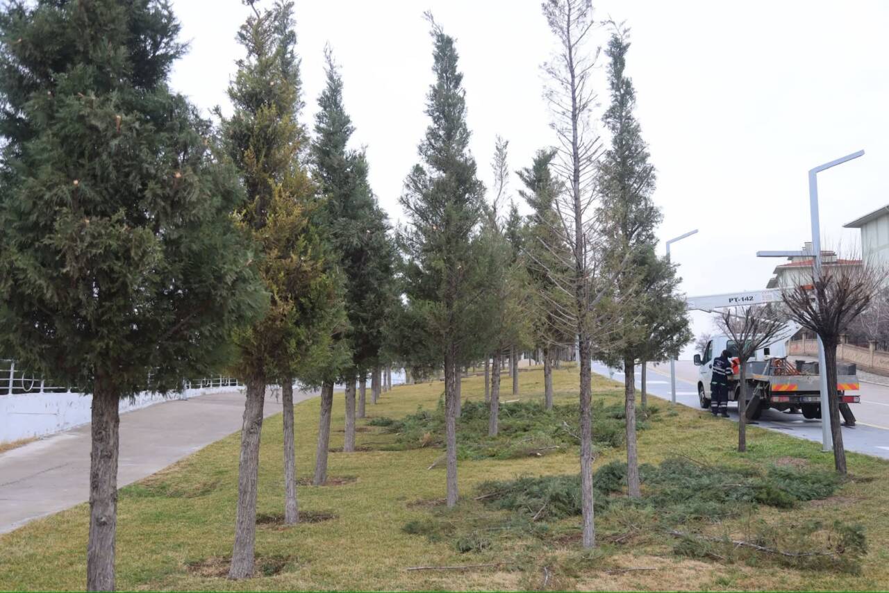 Aksaray Belediyesi ekipleri, Gençosman Parkı’nda yürütülen budama çalışmalarıyla ağaçların daha