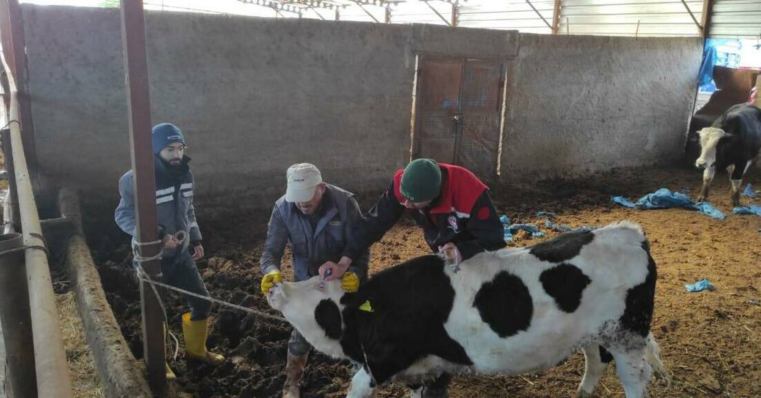 Aksaray’da hayvan sağlığını korumaya yönelik yürütülen şap ve brucella aşılama