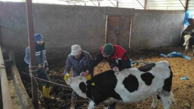 Aksaray’da hayvan sağlığını korumaya yönelik yürütülen şap ve brucella aşılama