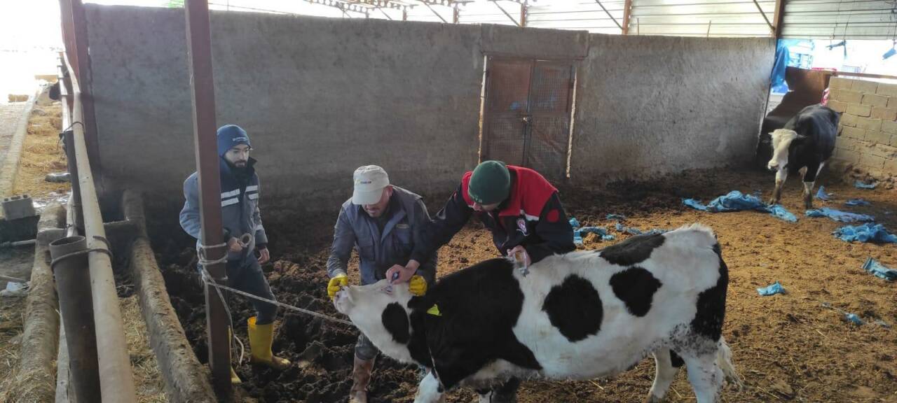 Aksaray’da hayvan sağlığını korumaya yönelik yürütülen şap ve brucella aşılama