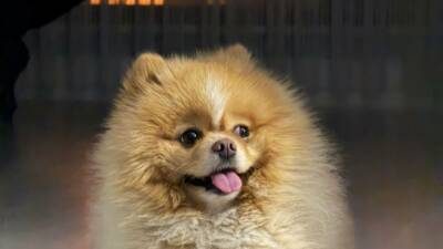 Aksaray’da Burak Tarım’a ait 3,5 yaşındaki “Latte” isimli Pomeranian cinsi