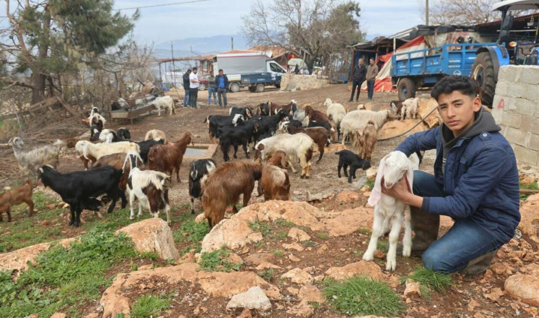 Hatay'ın Yayladağı ilçesinde yaşayan Nurullah Şengül'e ait 43 küçükbaş hayvan,