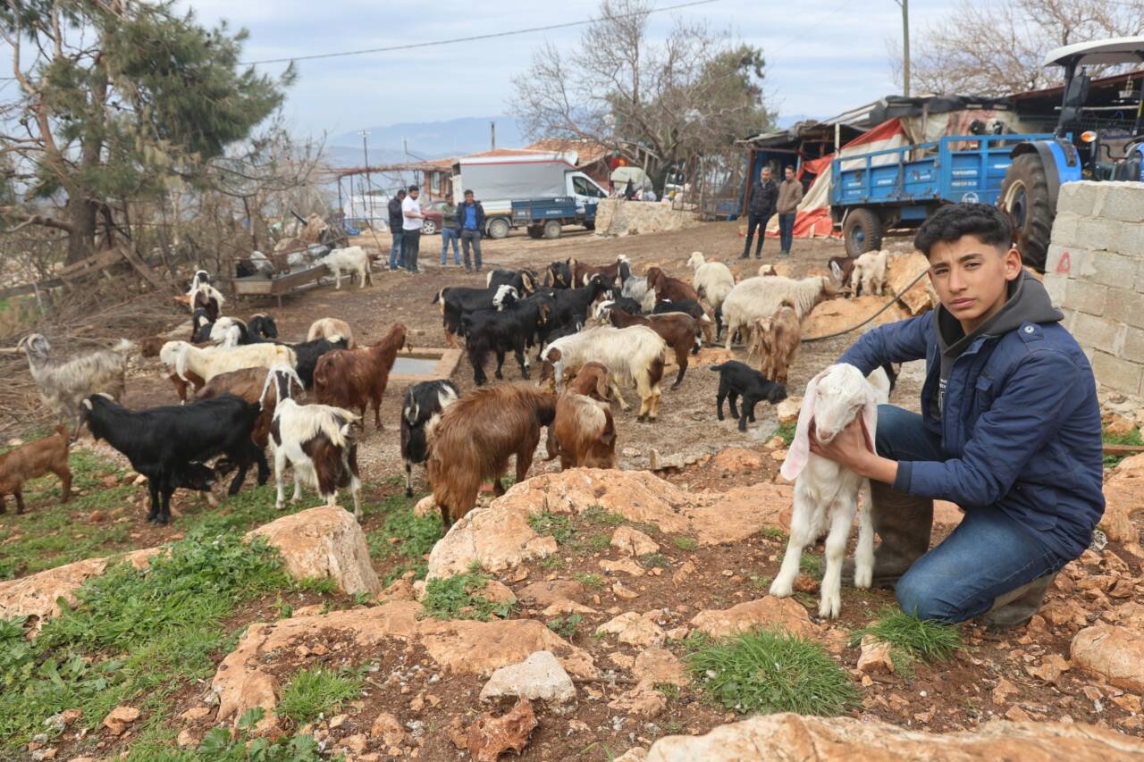 Hatay'ın Yayladağı ilçesinde yaşayan Nurullah Şengül'e ait 43 küçükbaş hayvan,