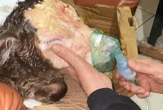 Artvin’de bir çiftlikte, doğumda sorun yaşayan buzağılar çocuklar için kullanılan