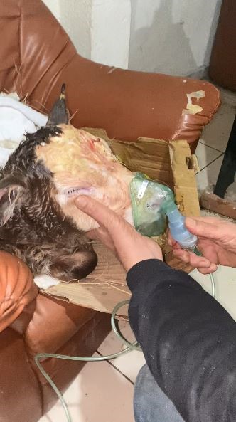 Artvin’de bir çiftlikte, doğumda sorun yaşayan buzağılar çocuklar için kullanılan