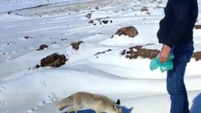 Bitlis’in Ahlat ilçesinde, pomza madeninde çalışan işçilerin dostu haline gelen