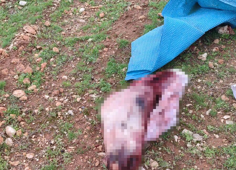 Şanlıurfa’nın Eyyübiye ilçesinde çuval içerisinde kesilmiş at başı ve parçalarının
