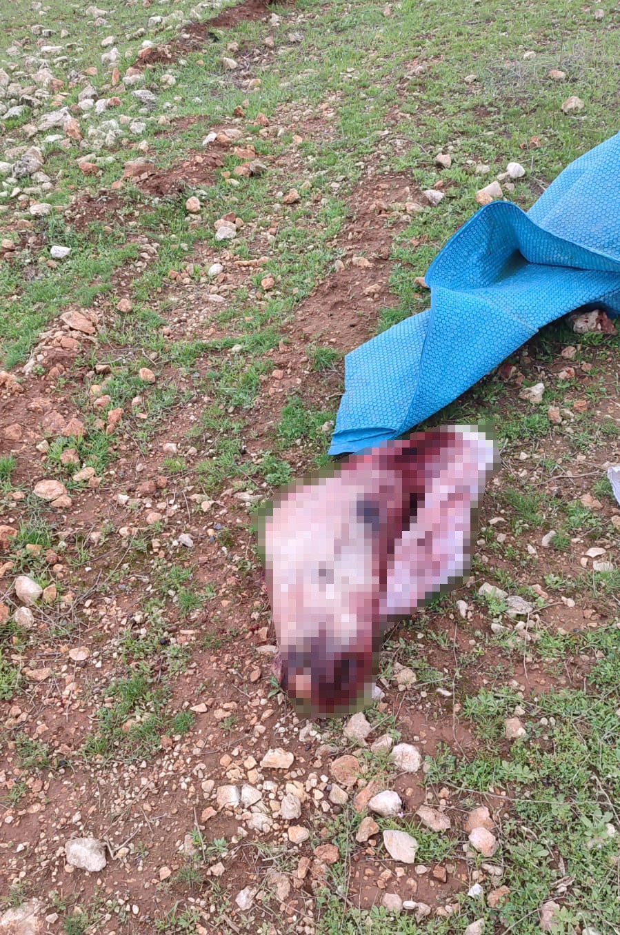 Şanlıurfa’nın Eyyübiye ilçesinde çuval içerisinde kesilmiş at başı ve parçalarının