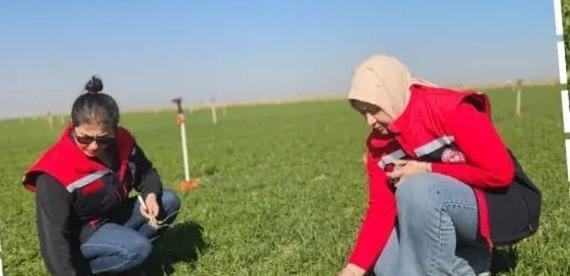 Aksaray İl Tarım ve Orman Müdürlüğü ekipleri, buğdayda entegre mücadele