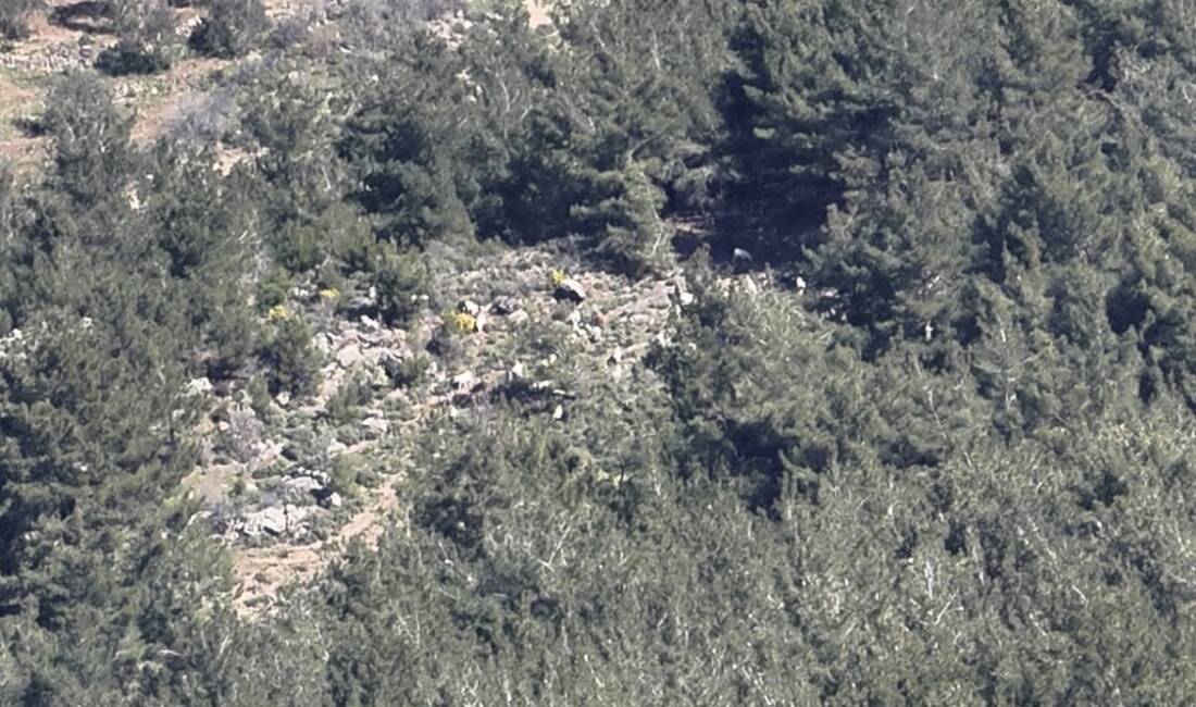 Balıkesir’in Gömeç ilçesinde kaybolan 50 küçükbaş hayvan, jandarma ekiplerinin dron