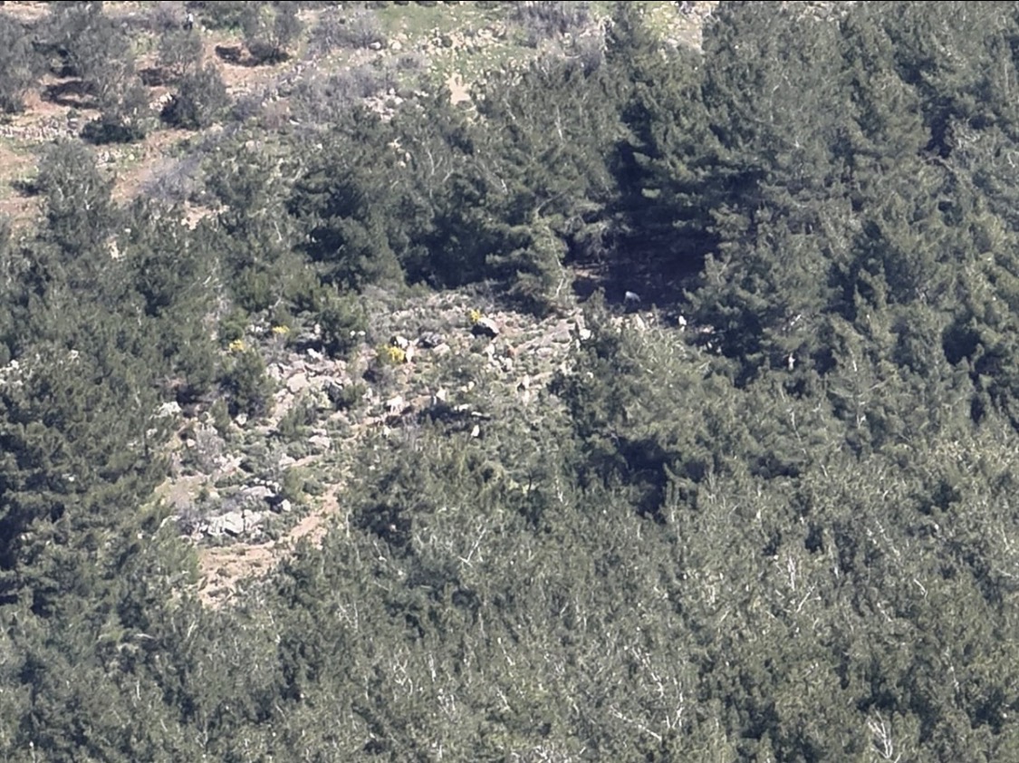 Balıkesir’in Gömeç ilçesinde kaybolan 50 küçükbaş hayvan, jandarma ekiplerinin dron