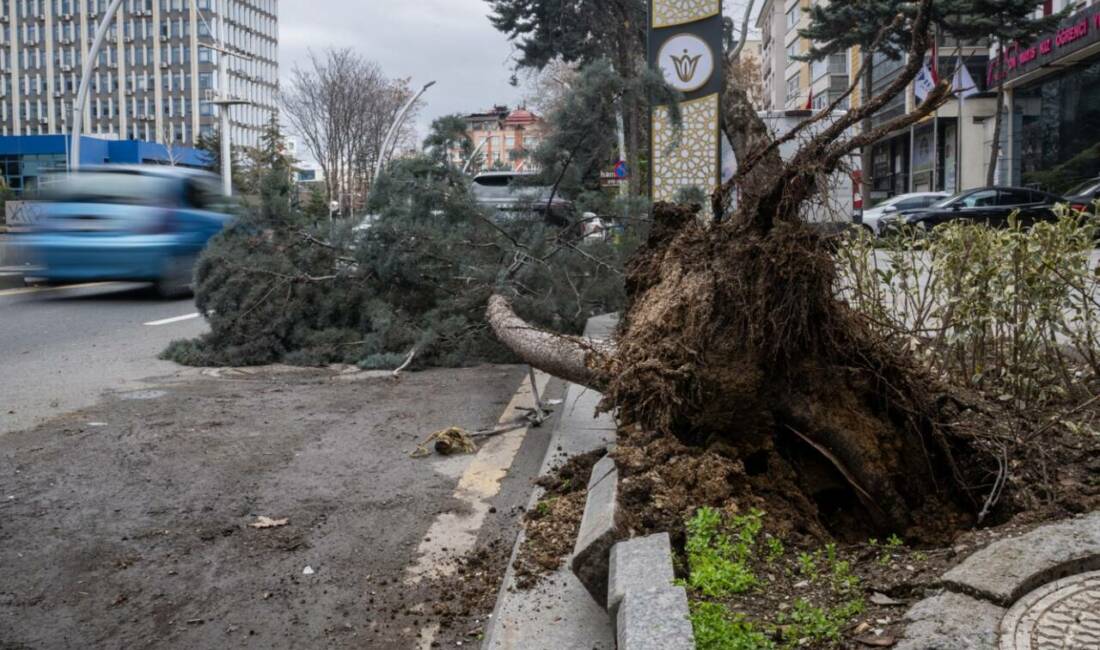Başkentte üzerine ağaç devrilen park halindeki otomobilde hasar meydana geldi.