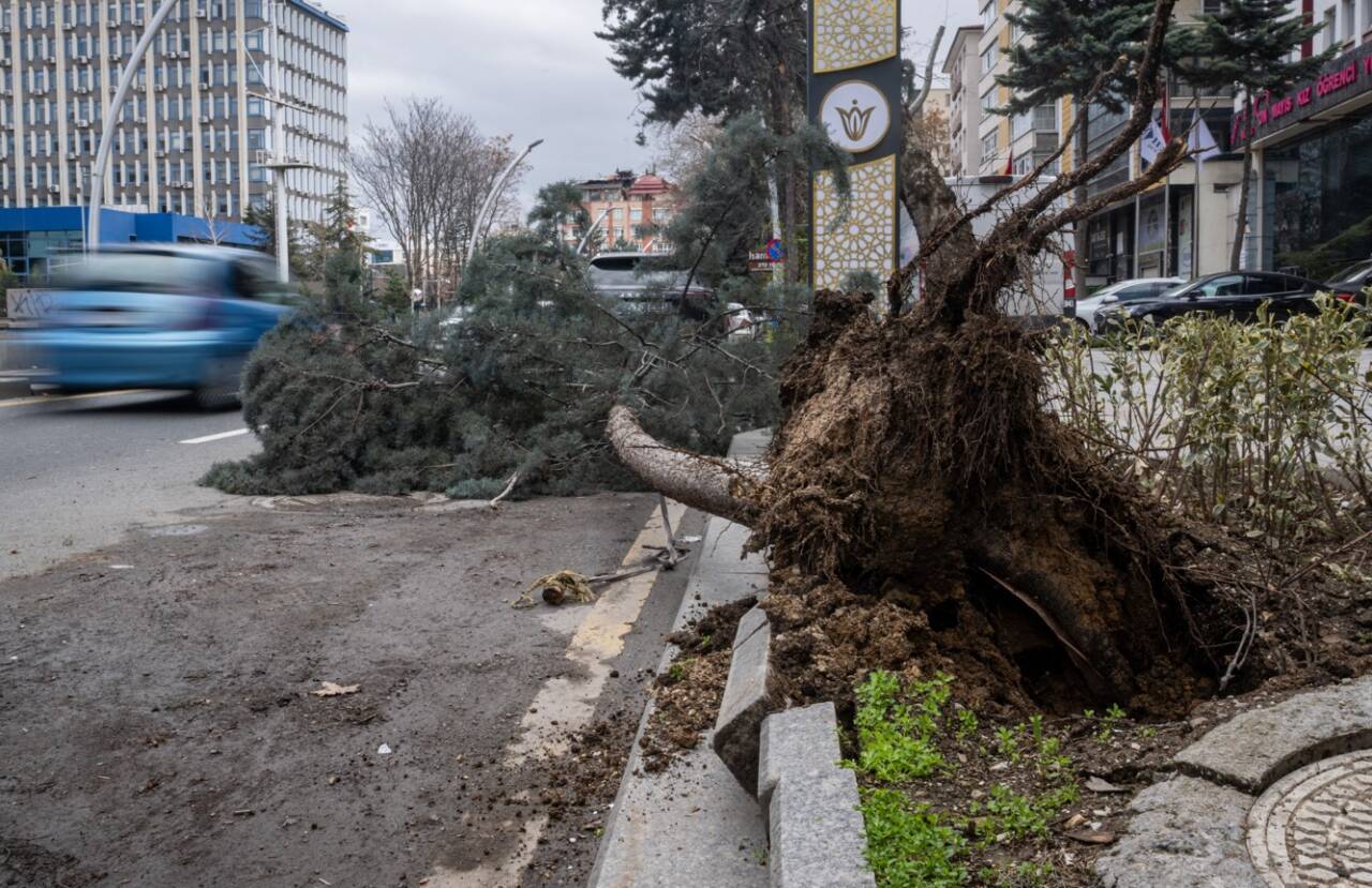 Başkentte üzerine ağaç devrilen park halindeki otomobilde hasar meydana geldi.