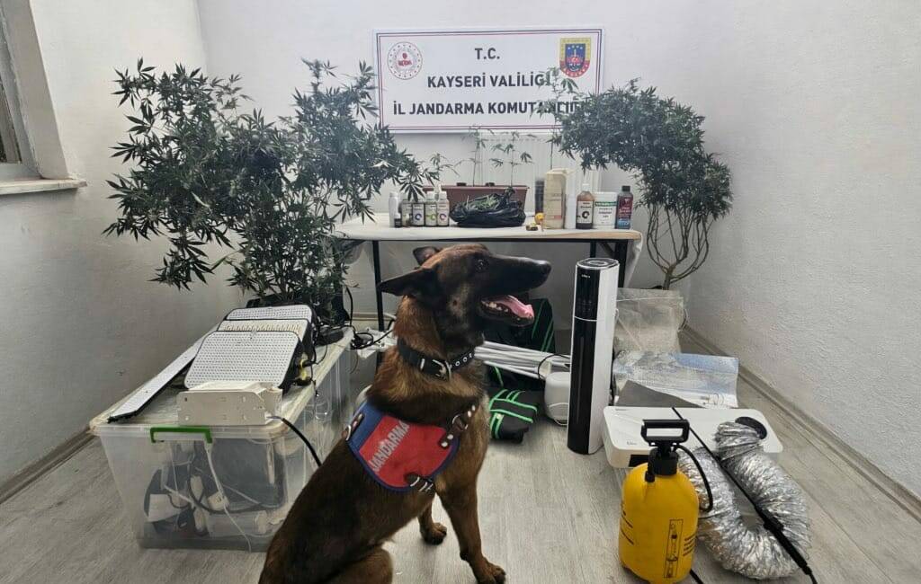 Kayseri'nin Melikgazi ilçesinde yasa dışı kenevir eken zanlı yakalandı.
