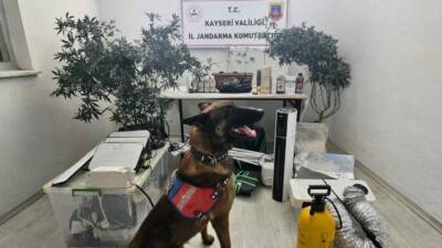 Kayseri'nin Melikgazi ilçesinde yasa dışı kenevir eken zanlı yakalandı.