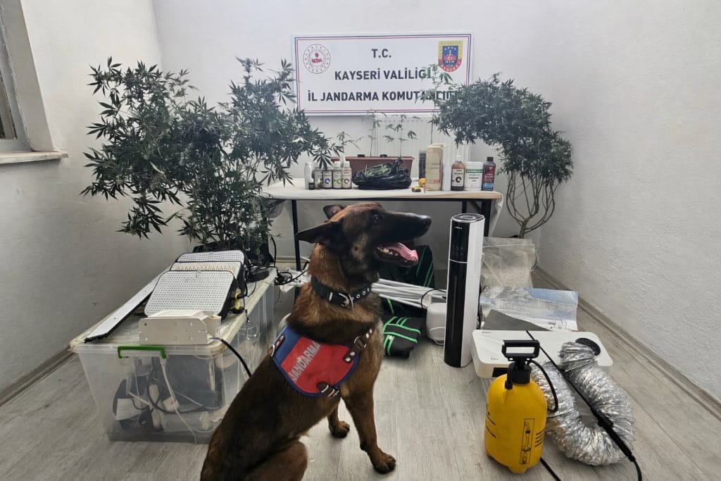 Kayseri'nin Melikgazi ilçesinde yasa dışı kenevir eken zanlı yakalandı.
