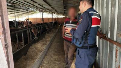 Eskişehir'de 22 adet büyükbaş hayvanı 1 milyon 940 bin TL